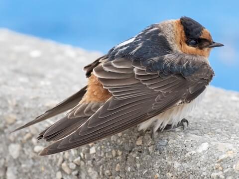 Cave Swallow Adult