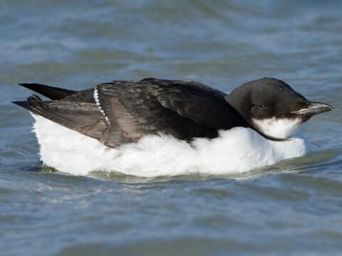 Thick-billed Murre Nonbreeding adult/immature