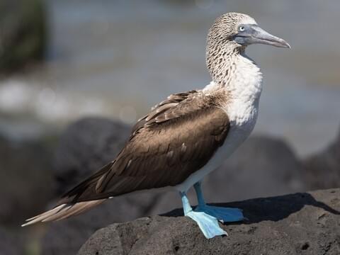 Blue-footed Booby Adult