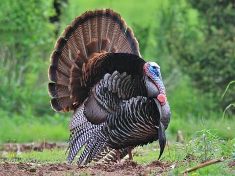 Wild Turkey Identification, All About Birds, Cornell Lab of Ornithology