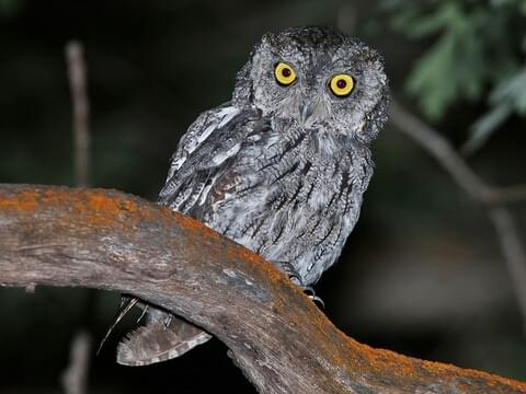 Western Screech-Owl Adult