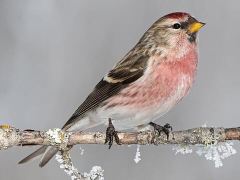 Common Redpoll Identification, All About Birds, Cornell Lab of Ornithology