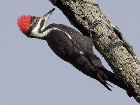 Pileated Woodpecker Overview, All About Birds, Cornell Lab of