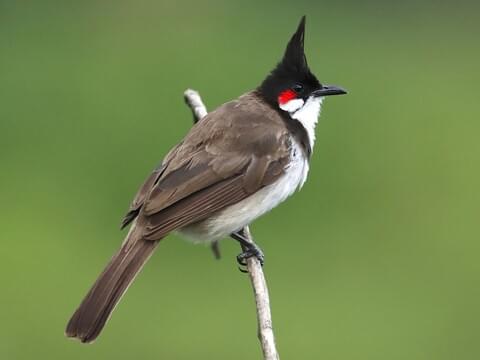 Red-whiskered Bulbul Adult