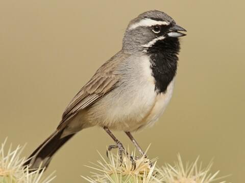 Black-throated Sparrow Identification, All About Birds, Cornell Lab of  Ornithology