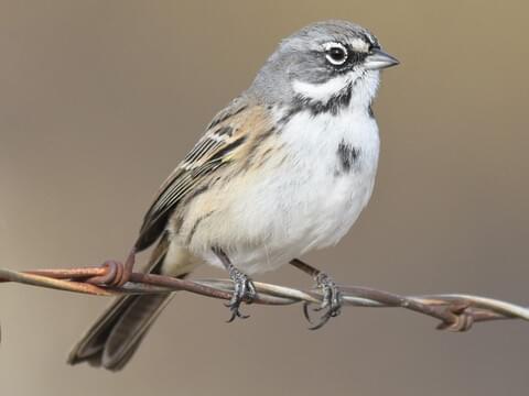 Bell's Sparrow