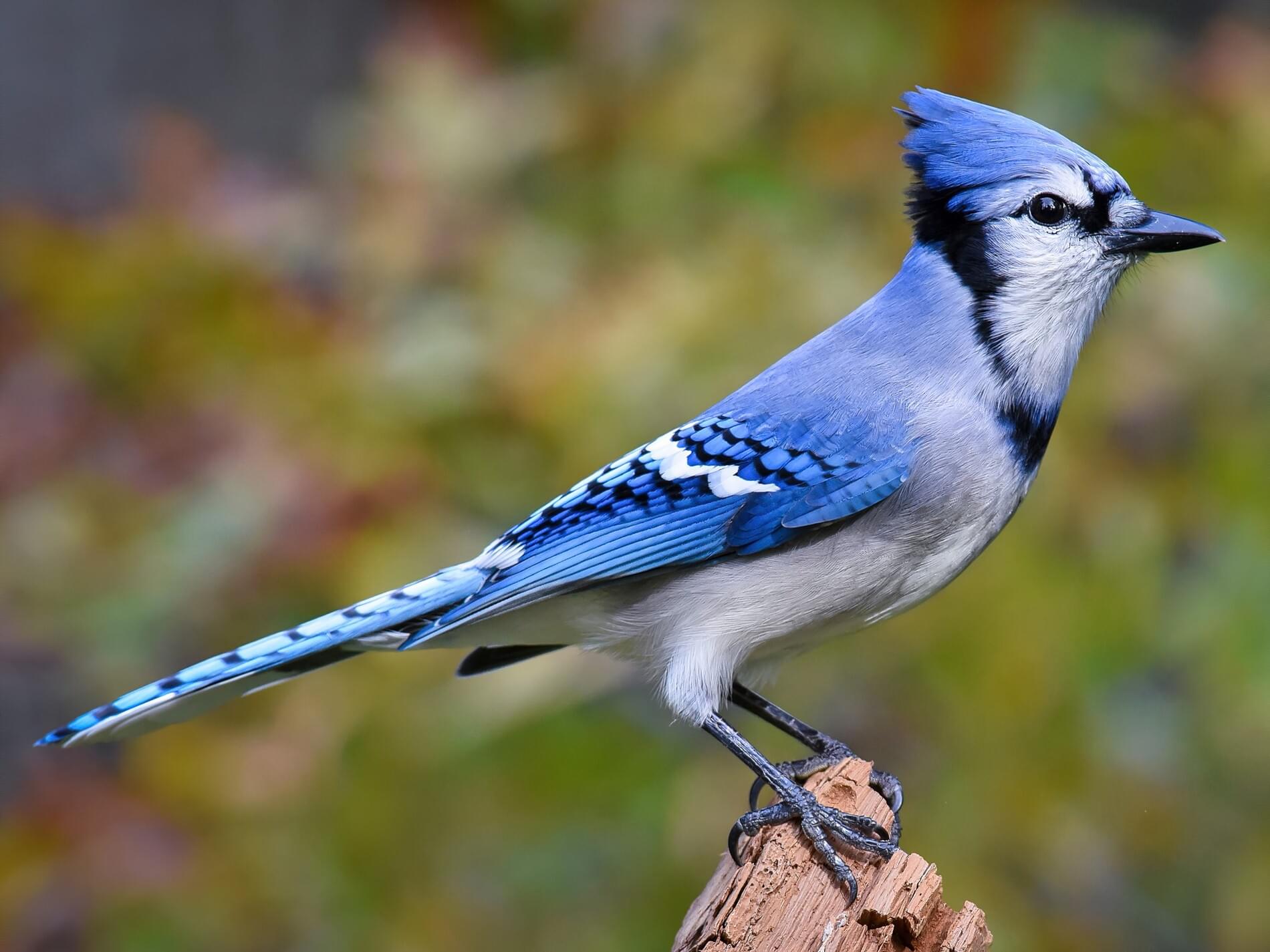 Blue Jay with Crazy Hair - wide 10