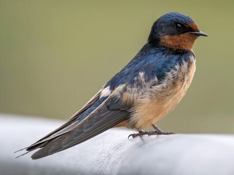 Barn Swallow Adult (American)