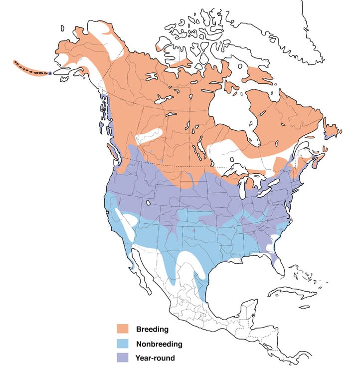 Canada Goose Range Map All About Birds Cornell Lab Of Ornithology