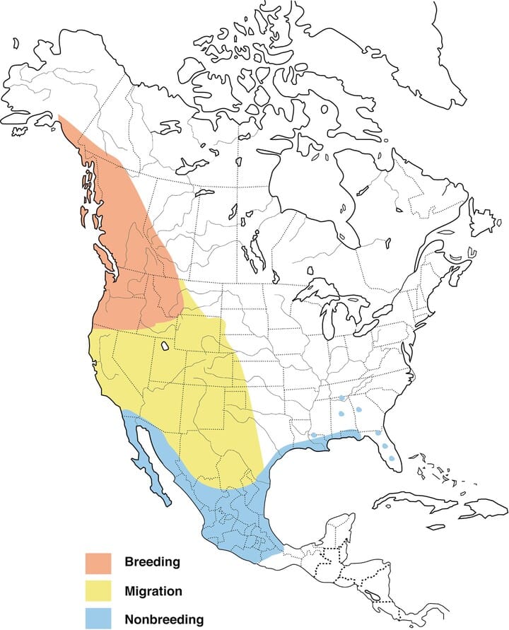Hummingbird Migration Chart