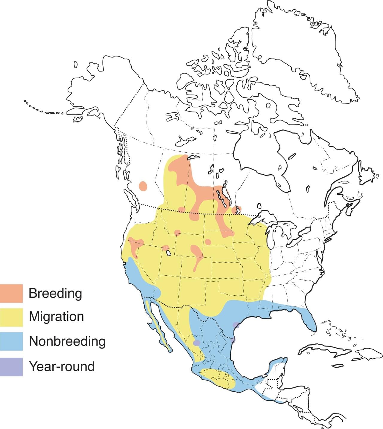 Range map of American white pelicans indicating they winter in Florida, the gulf states, mexico, and central america.