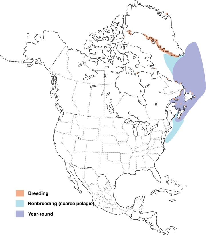 Atlantic Puffin Overview, All About Birds, Cornell Lab of Ornithology