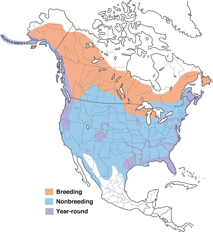 Image result for where do bald eagles live
