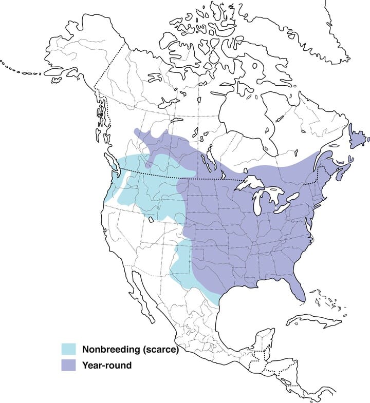 Blue Jay Overview All About Birds Cornell Lab Of Ornithology