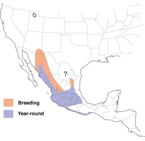 image of range map for Broad-billed Hummingbird