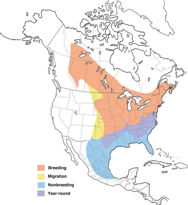 Eastern Phoebe Range Map, All About Birds, Cornell Lab of Ornithology