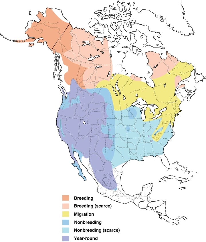 Golden Eagle Overview All About Birds Cornell Lab Of