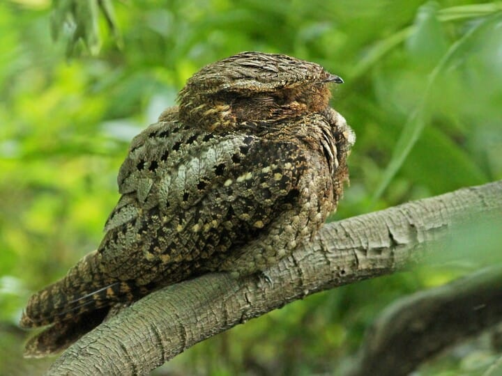 Similar Species To Eastern Whip Poor Will All About Birds Cornell Lab Of Ornithology