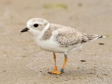 Shore Bird Identification Chart