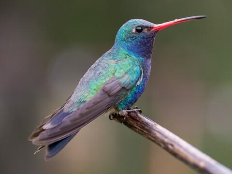 Broad-billed Hummingbird