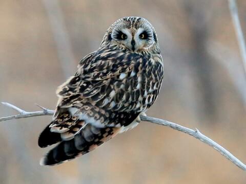 Short-eared Owl Identification, All About Birds, Cornell Lab of Ornithology