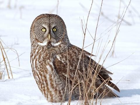 Great Gray Owl Identification All About Birds Cornell Lab Of Ornithology,Pulled Pork Crock Pot Recipes