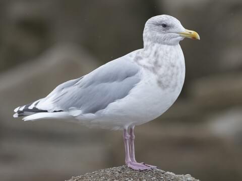 Iceland Gull Identification, All About Birds, Cornell Lab of Ornithology