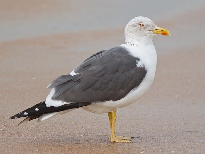 Herring Gull Vs Ring Billed Gull