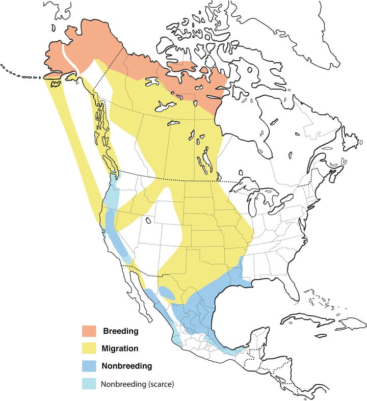 Canadian Goose Migration Map | estudioespositoymiguel.com.ar