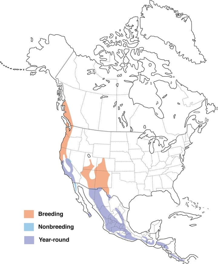 Band Tailed Pigeon Range Map All About Birds Cornell Lab Of Ornithology