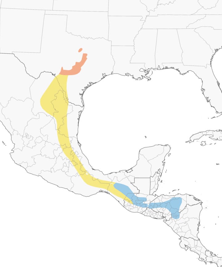 image of range map for Golden-cheeked Warbler