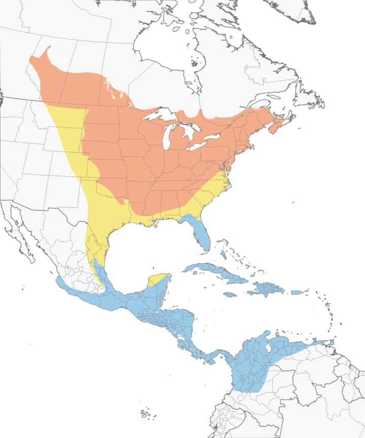 Baltimore Oriole Overview, All About Birds, Cornell Lab of Ornithology