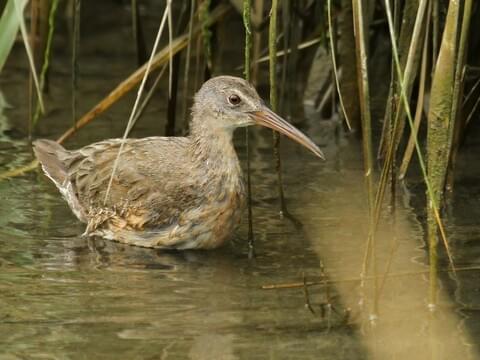 Clapper Rail Identification, All About Birds, Cornell Lab of