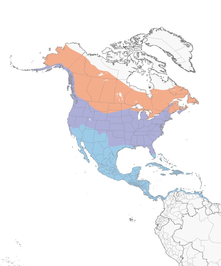 Belted Kingfisher Range Map, All About Birds, Cornell Lab of Ornithology