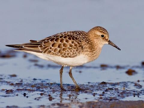 Shore Bird Identification Chart