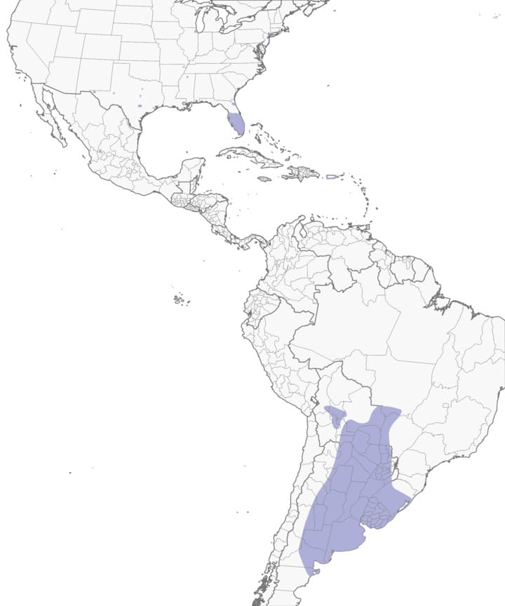 Where Are Parakeets Native To Sale Online | dakora.com.co