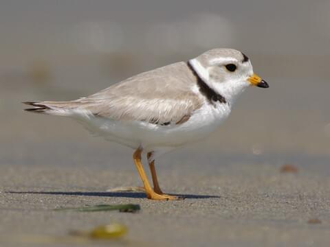 Shore Bird Identification Chart