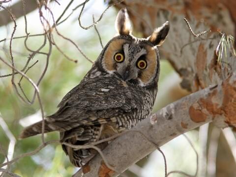 all about birds great horned owl