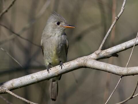 Greater Pewee Identification, All About Birds, Cornell Lab of