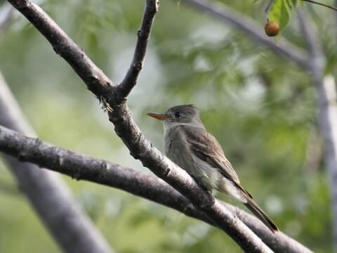 Greater Pewee Identification, All About Birds, Cornell Lab of