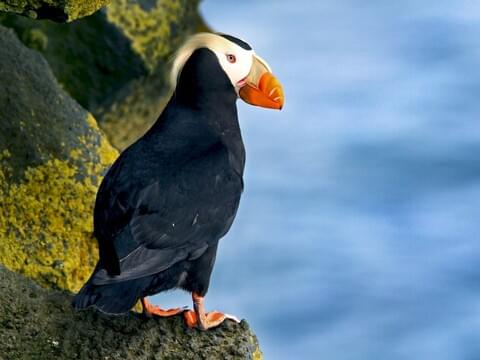 Tufted Puffin Facts — SeaDoc Society