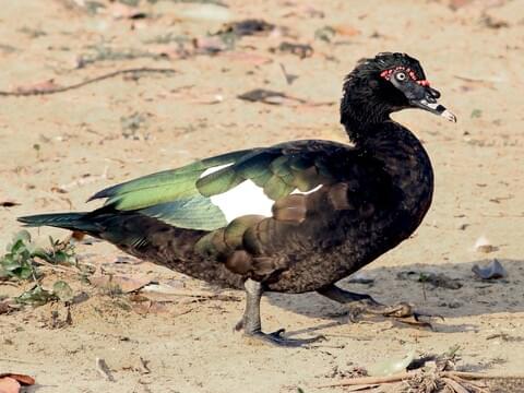 Muscovy Duck Growth Chart