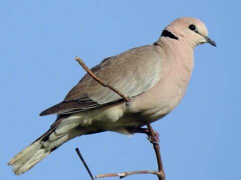 African Collared-Dove Adult