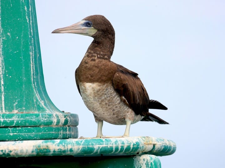 Similar Species to Blue-footed Booby, All About Birds, Cornell Lab of  Ornithology