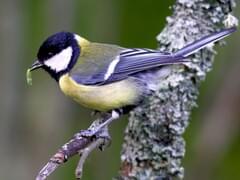 Great Tit On A Tree Trunk, Spring, Stock Photo By, 45% OFF
