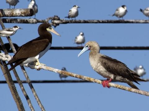 Red-footed Booby Birds, Cornell Lab of Ornithology