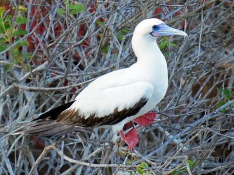 Red-footed Booby Adult light morph