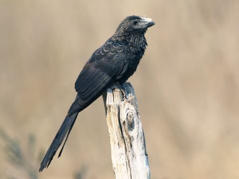 Smooth-billed Ani Identification, All About Birds, Cornell Lab of Ornithology