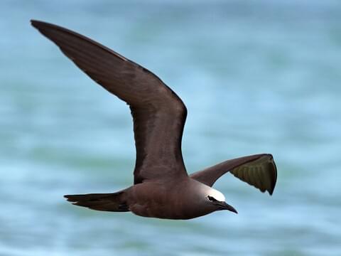 Brown Noddy Adult