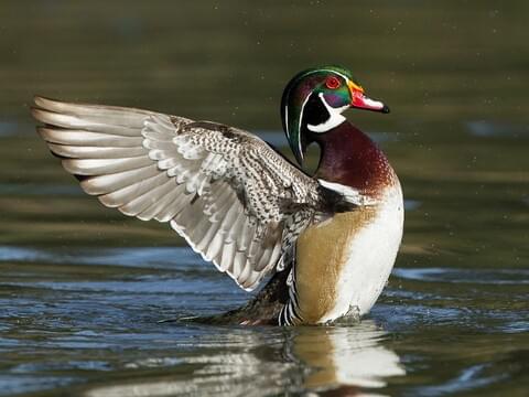Wood Duck Identification All About Birds Cornell Lab Of Ornithology,Studio Layout Architects
